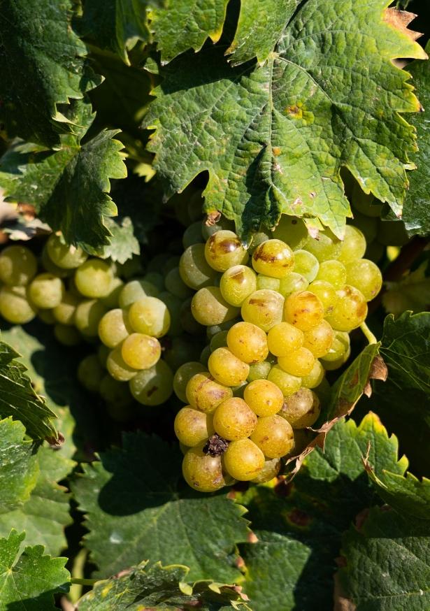 Tenute Vinicole e Degustazioni